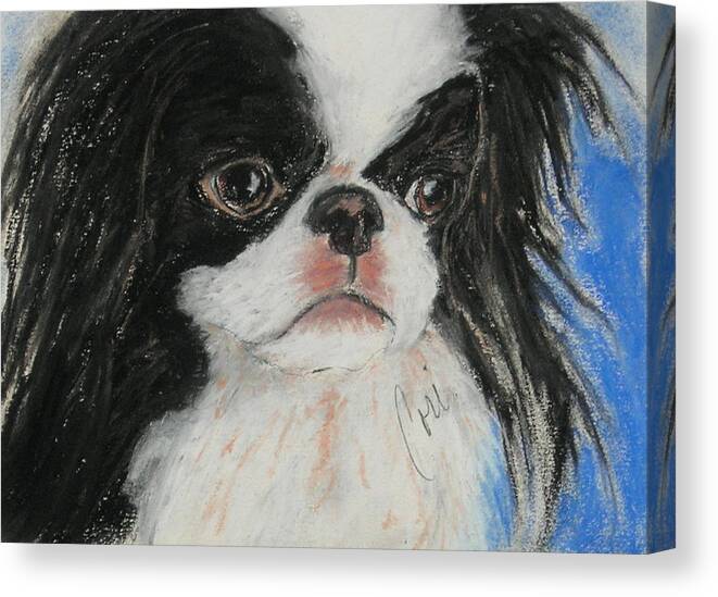 Japanese Chin Canvas Print featuring the drawing Chin-sational by Cori Solomon