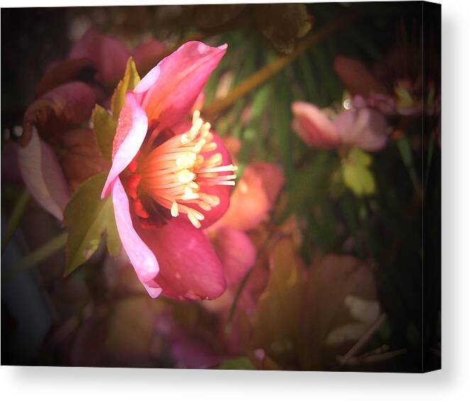 Christmas Canvas Print featuring the photograph Christmas Rose by Barbara White