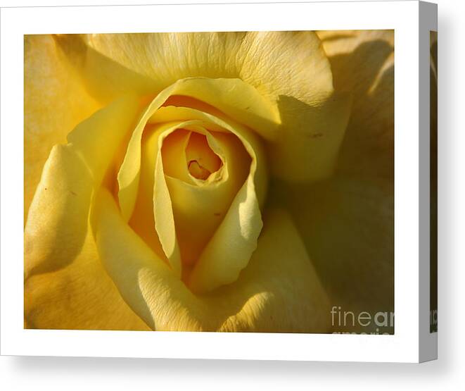 Rose Canvas Print featuring the photograph Close-Up Yellow Rose in Bloom by Stefano Senise