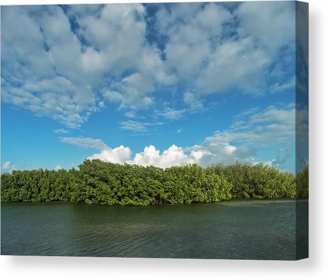 Cloudscape Canvas Print featuring the photograph Clouds and Mangroves in Key West by Bob Slitzan