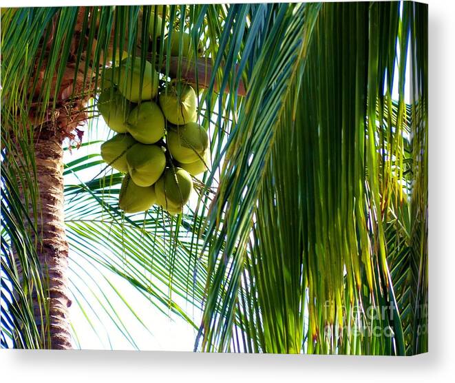 Palm Trees Canvas Print featuring the photograph Coconuts by Rosanne Licciardi