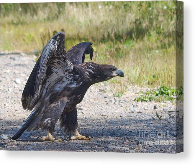 Eagle Canvas Print featuring the photograph Cooling Down by Vivian Martin