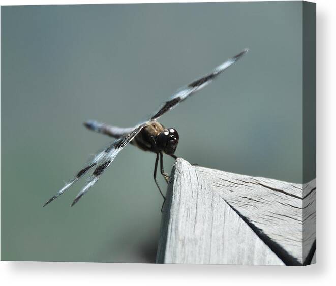 Dragonfly Canvas Print featuring the photograph Corner Dragon by John Ricker