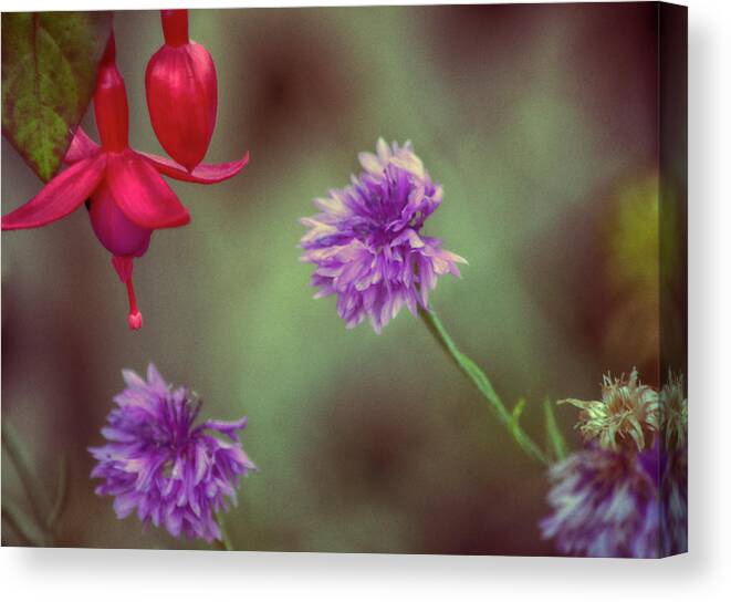 Nature Prints Canvas Print featuring the photograph Cornflowers and Fuschia by Bonnie Bruno