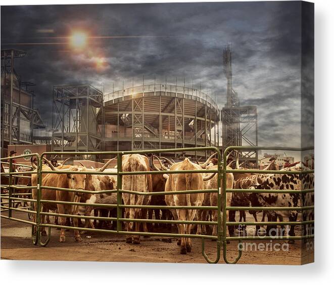 Agribusiness Canvas Print featuring the photograph Cow Town by Juli Scalzi