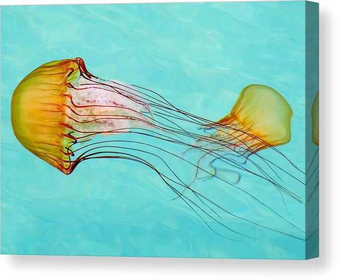 Jelly Fish Canvas Print featuring the photograph Criss Cross by Derek Dean