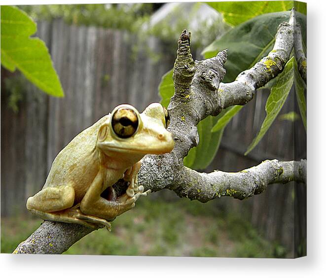 Cuban Tree Frog Canvas Print featuring the photograph Cuban Tree Frog 001 by Christopher Mercer