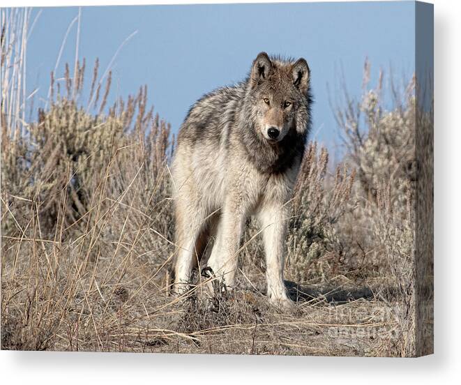 Grey Wolf Canvas Print featuring the photograph Curiosity by Deby Dixon