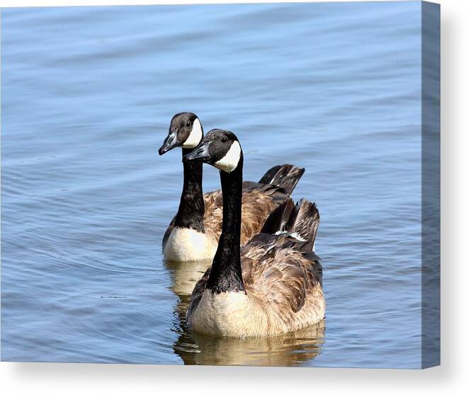 Nature Canvas Print featuring the photograph Curious Canda Geese by Sheila Brown