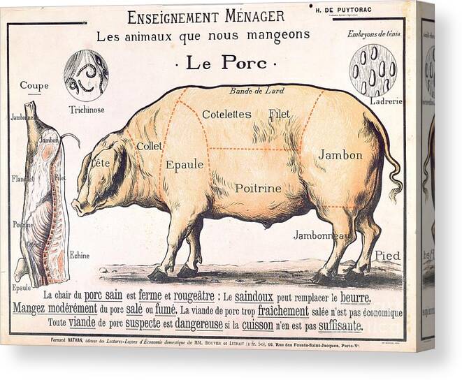 Eating;farm Animals; Cross Section; Loin; Rump; Flank; Butcher; Joint; Pig; Pigs; Shoulder; Ham; Belly; Shoulder; Diagram; Slaughter; Farming; Food Preparation; Domestic Science; Nutrition;teaching;education;home Economics; Farming; Breed;butchering Canvas Print featuring the drawing Cuts of Pork by French School