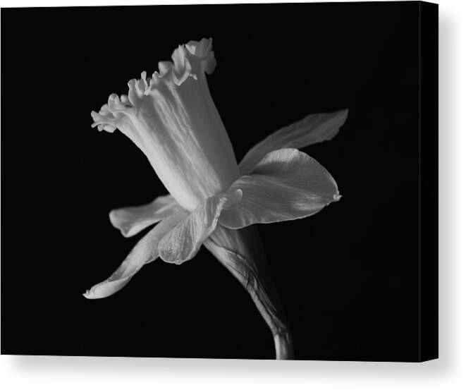 Black And White Daffodil.flowers.flora.botanical Canvas Print featuring the photograph Daffodil by Terence Davis