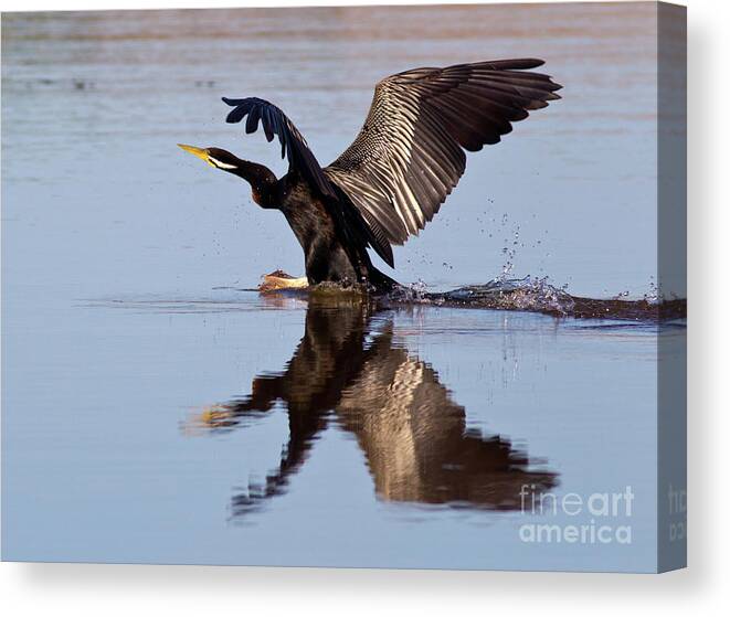 Bird Landing On Water Darter River Murray Flying Reflection Reflections Wing Span Canvas Print featuring the photograph Darter Landing by Bill Robinson