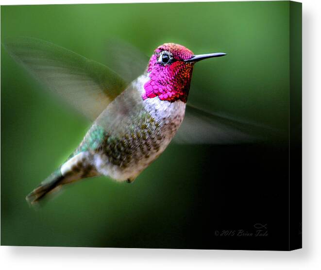 Anna's Canvas Print featuring the photograph December Hummer by Brian Tada