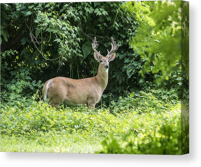 Wildlife Canvas Print featuring the photograph Eastern White Tail Deer by Paul Ross