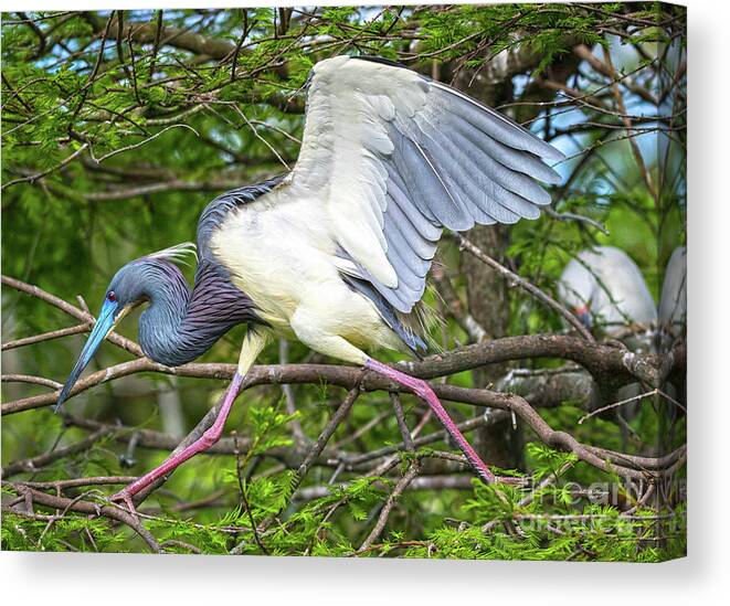 Herons Canvas Print featuring the photograph Determination by DB Hayes