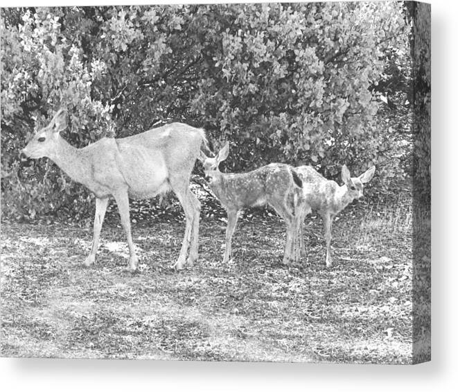  Deer Canvas Print featuring the photograph Doe With Twins Pencil Rendering by Frank Wilson