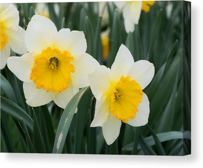 Daffodils Canvas Print featuring the photograph Double Daffodils by Holden The Moment