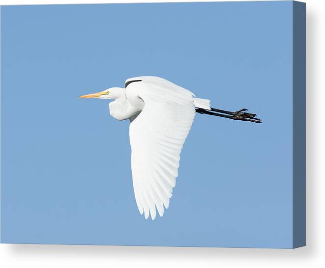 Darin Volpe Animals Canvas Print featuring the photograph Downstroke -- Great Egret at Atascadero Lake Park, California by Darin Volpe