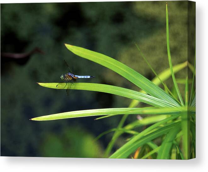 Blue And Black Dragon Fly. Canvas Print featuring the photograph Dragons Fly by Gregory Blank