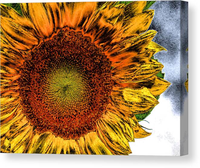Sunflower Canvas Print featuring the photograph Dramatic Sunflower by Kristin Elmquist