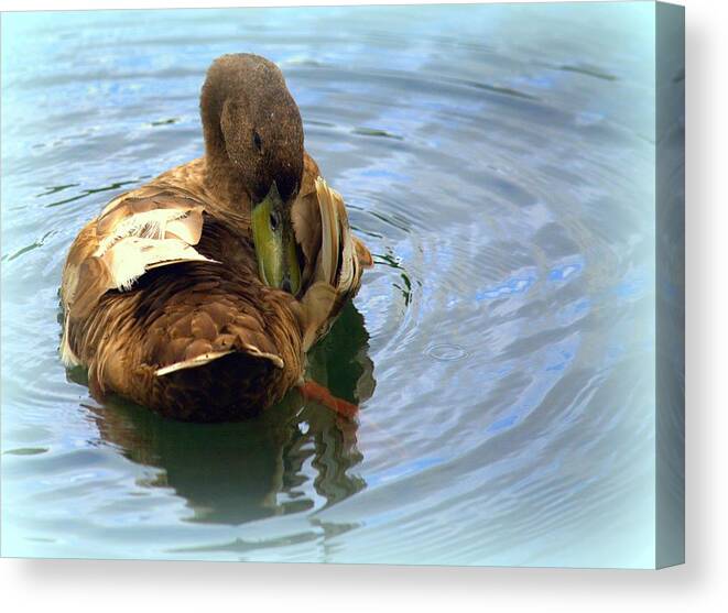 Duck Canvas Print featuring the photograph Duck Grooming by Lori Seaman