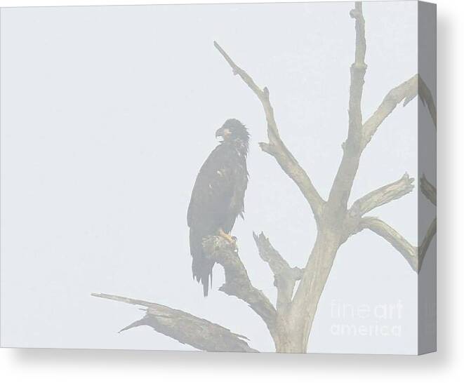 Bald Eagle Canvas Print featuring the photograph E9 and fog by Liz Grindstaff