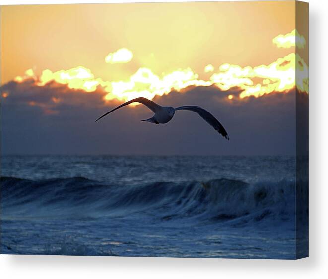 Seas Canvas Print featuring the photograph Early Bird by Newwwman