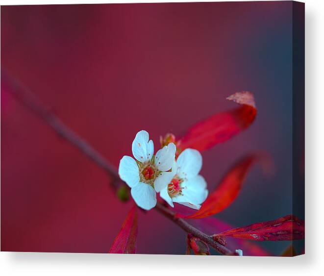 Thunberg Spirea Canvas Print featuring the photograph Early Spring by Yuka Kato
