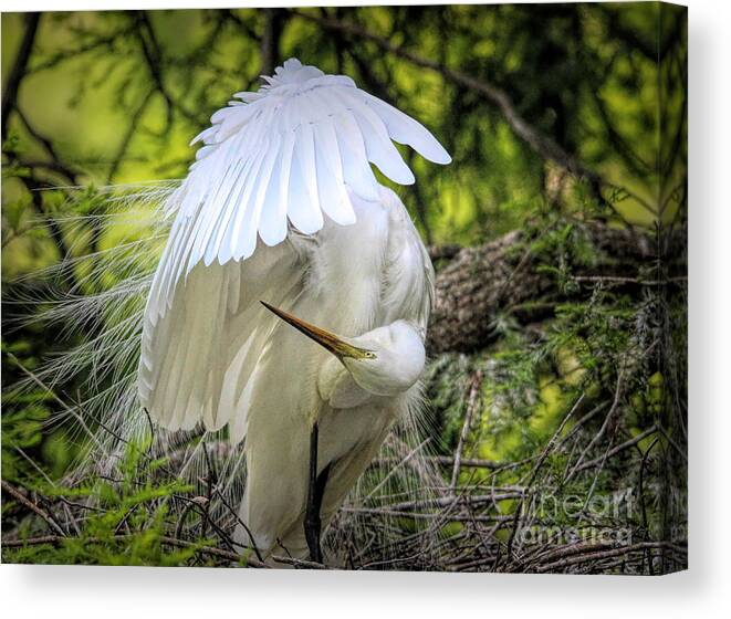 Great White Egret Canvas Print featuring the photograph Egret - 2975 by Paulette Thomas