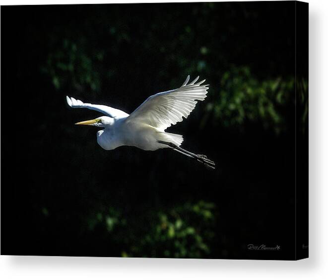  Canvas Print featuring the photograph Egret In Flight Art Greenfield Lake by Phil Mancuso