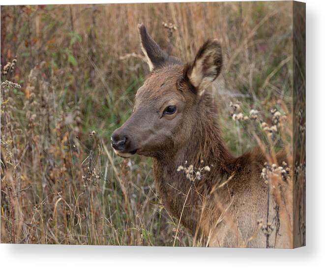 Elk Canvas Print featuring the photograph Elk fawn by Jack Nevitt