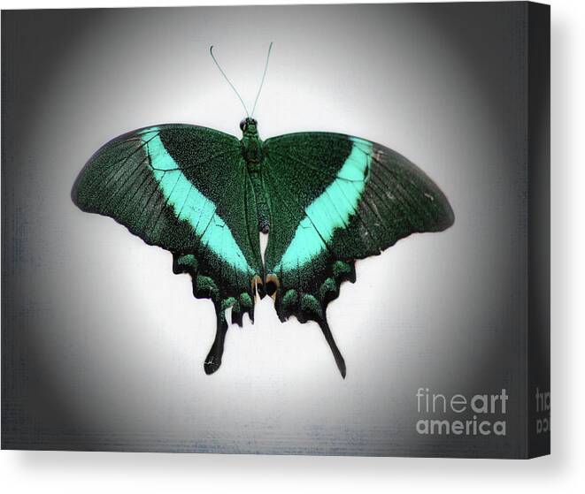 Macro Canvas Print featuring the photograph Emerald Swallowtail Butterfly by Karen Adams