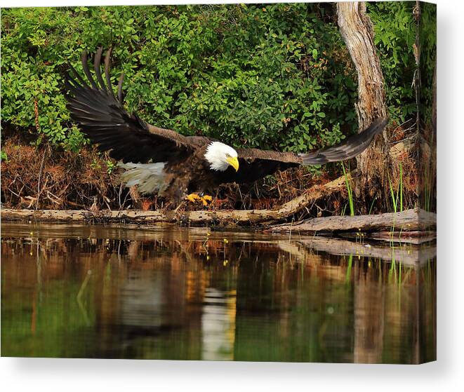Eagle Canvas Print featuring the photograph Eye on the Fish by Duane Cross