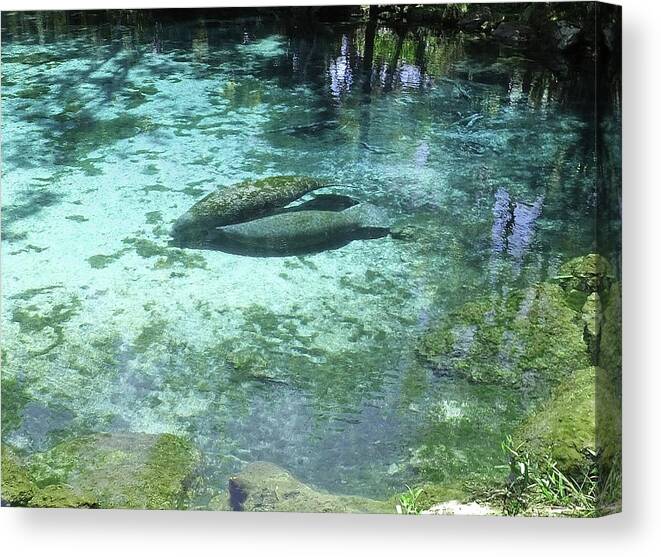 Three Sisters Springs Canvas Print featuring the photograph Feeding Her Calf by Judy Wanamaker