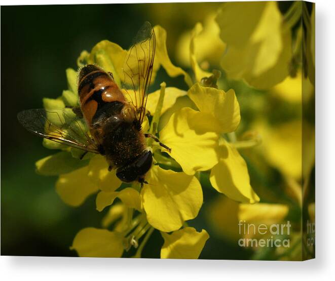 Bee Canvas Print featuring the photograph Finding Each Other by Linda Shafer