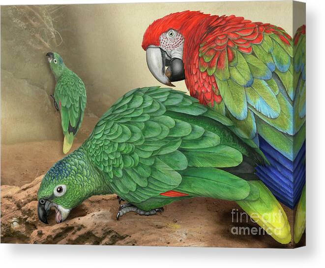 Parrot Canvas Print featuring the painting Mealy Amazon Parrot-Amazona farinosa-Harinosa Surena-Green-winged macaw-Ara chloroptera-Guacamayo by Urft Valley Art