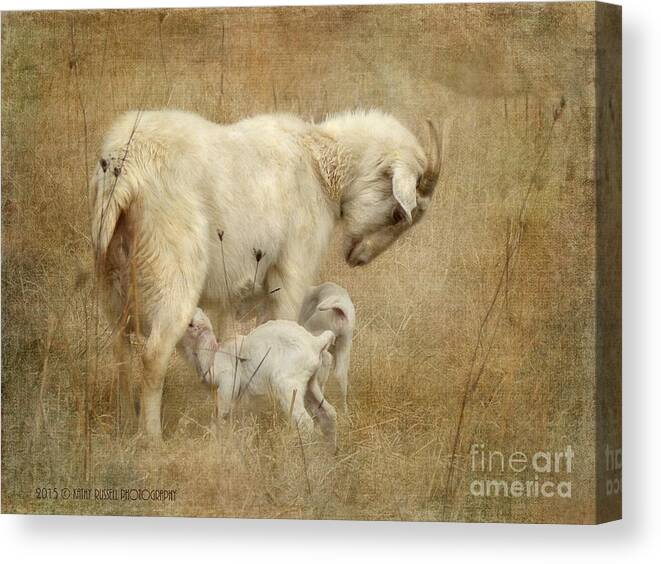 Babies Canvas Print featuring the photograph First Day of Life by Kathy Russell