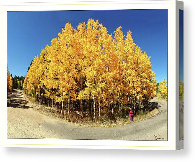 Colorado Canvas Print featuring the photograph Fisheye Aspens by Peggy Dietz