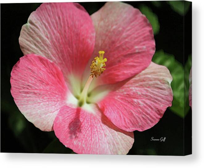 Hibiscus Canvas Print featuring the photograph Floral Symphony in Pink by Suzanne Gaff
