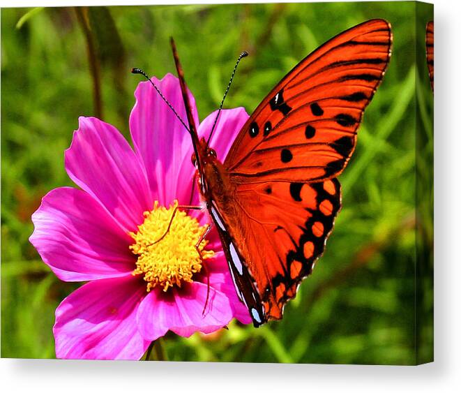 Butterfly Canvas Print featuring the photograph Fritillary Flutterby by Kristin Elmquist
