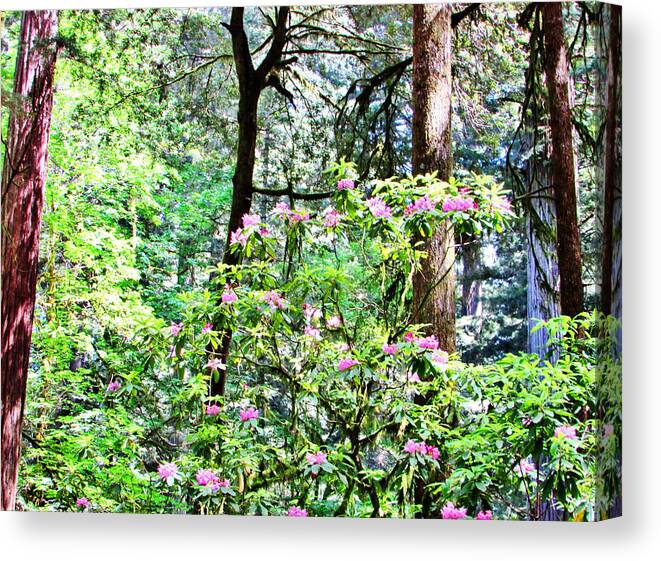 Forest Canvas Print featuring the photograph Forest Rhoderdrem by Marilyn Diaz
