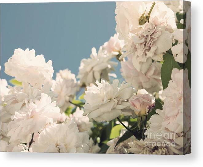Rose Canvas Print featuring the photograph Fountains of roses by Cindy Garber Iverson