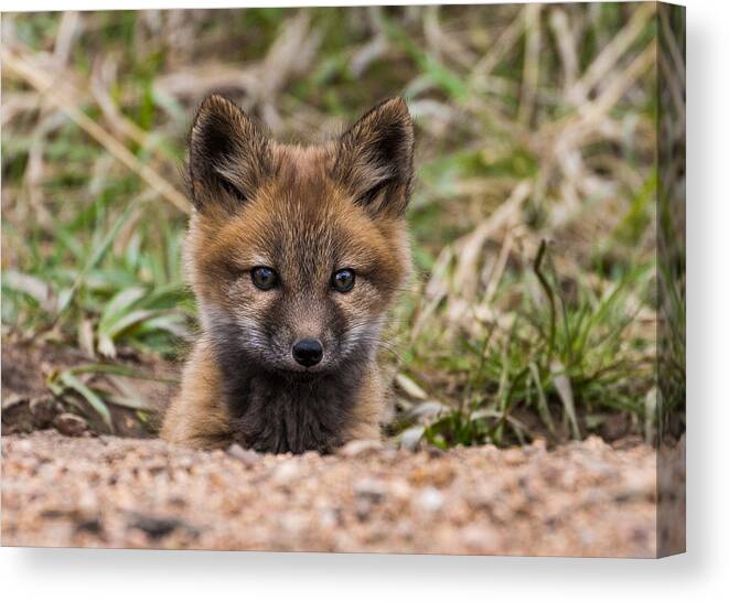 Fox Kit Canvas Print featuring the photograph Fox Kit #4 by Mindy Musick King