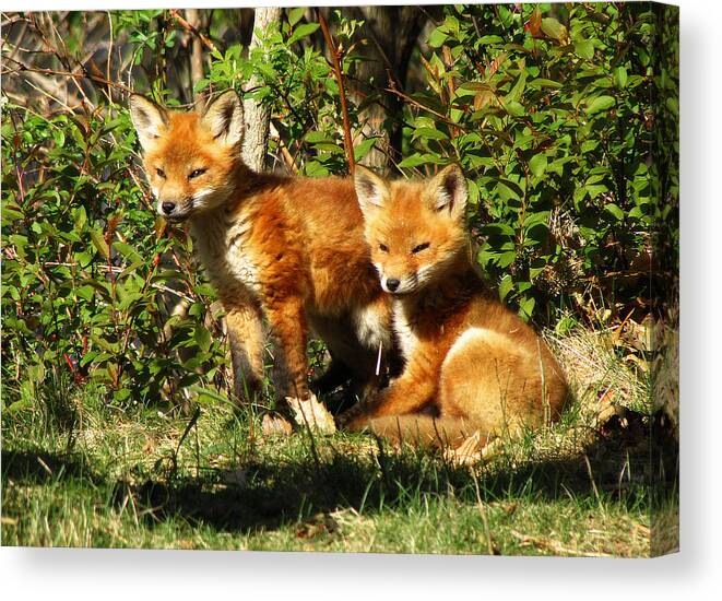 Hovind Canvas Print featuring the photograph Fox Pups by Scott Hovind