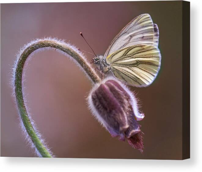 Macro Canvas Print featuring the photograph Fresh pasque flower and white butterfly by Jaroslaw Blaminsky