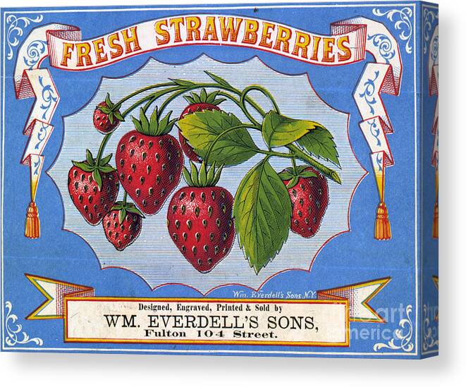 Vintage Canvas Print featuring the drawing Fresh Strawberries Fruit Label by Edward Fielding
