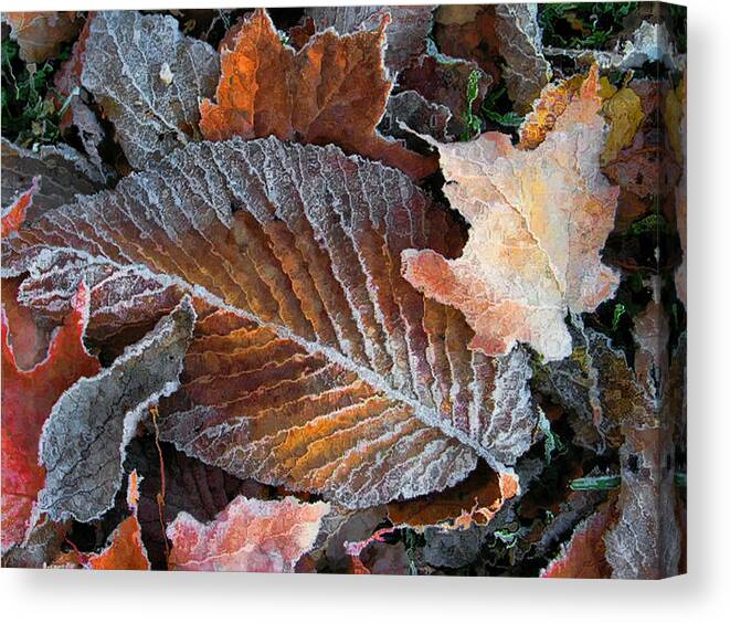Leaves Fall Autumn Orange Red Brown Photograph Photography Photographer Canvas Print featuring the photograph Frosted Painted Leaves by Shari Jardina