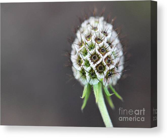 Abstract Canvas Print featuring the photograph Frosted Seed Pod by Karen Adams