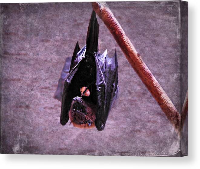 Fruit Bat Canvas Print featuring the photograph Fruit Bat by Dark Whimsy