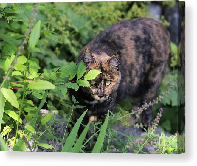Cat Canvas Print featuring the photograph Garden Cat on the Hunt by Kae Cheatham